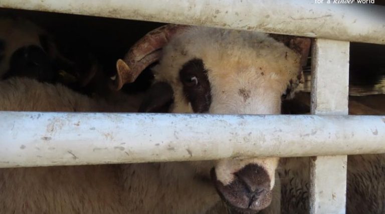 Cazul Midia, în care au murit 14.400 de oi, anchetat de Parlamentul European. Cine s-a opus investigației
