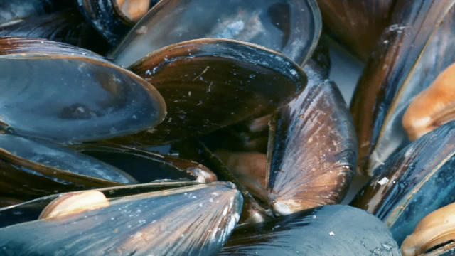 De astăzi se pot înființa ferme de fructe de mare în apele române ale Mării Negre