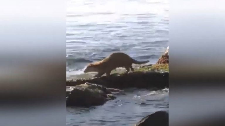 VIDEO: Vidră filmată când se hrănește în apropierea Cazinoului Constanța