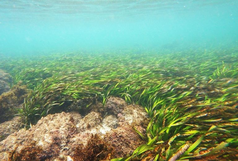 Apele Române va cultiva aproape 1 mil. mp de iarbă marină în Marea Neagră