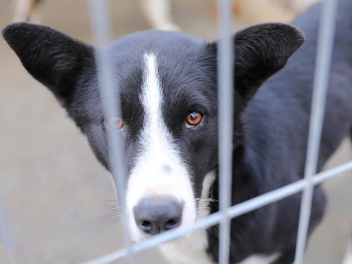 Primăria Constanța, dată în judecată de o asociație pro-eutanasiere a câinilor comunitari