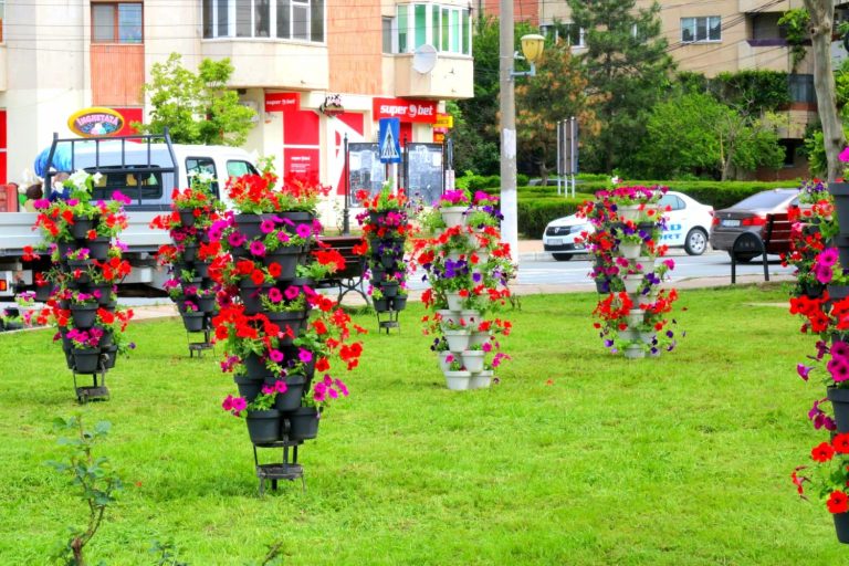 Cernavodă, orașul colorat de petunii curgătoare FOTO