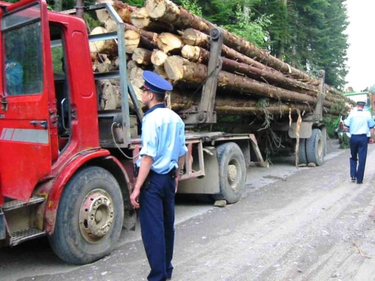 Proiect REPER: Transportul fără documente a peste 5 metri cubi de lemn ar putea deveni infracțiune