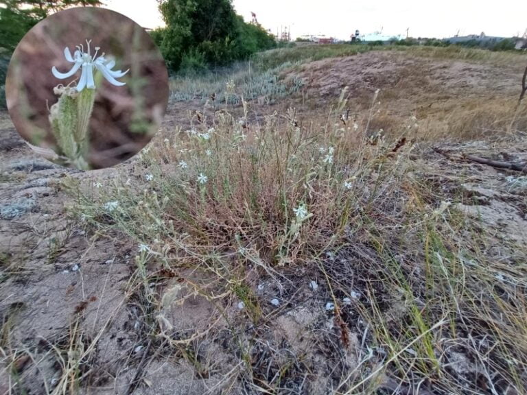 La Agigea supraviețuiesc ultimele două exemplare ale unei plante pe cale de dispariție