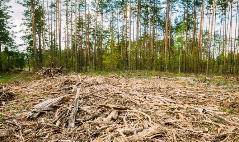 Remus Negoi: PSD și PNL susţin mafia lemnului prin respingerea proiectului de înființare a DNA-ului Pădurilor
