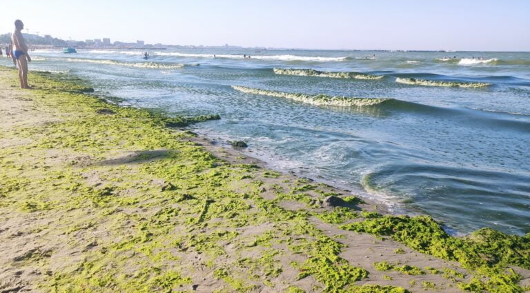 ABADL: Canicula favorizează apariția algelor pe litoralul românesc