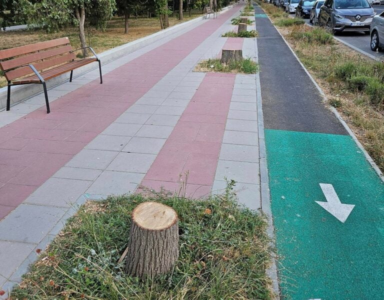 Mai mulți tei tineri de pe bd. Lăpușneanu au fost tăiați după ce s-au uscat din cauza toaletării excesive