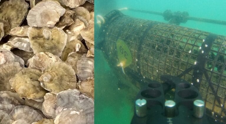 Stridia europeană ar putea să reapară în apele costiere românești. Specia nu a mai fost observată de aproape un secol